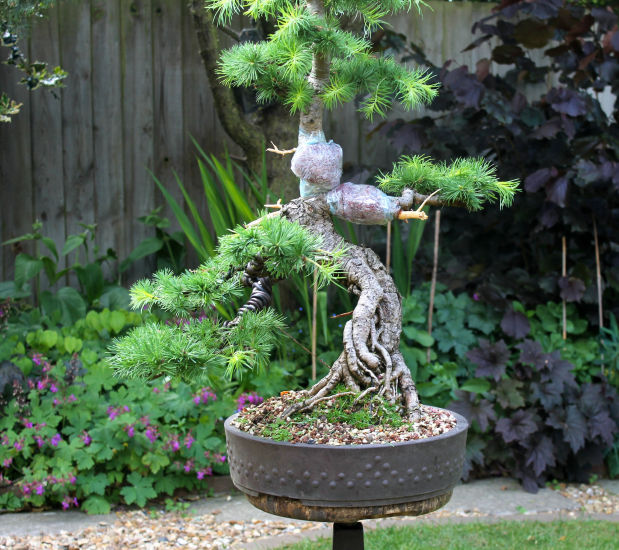 larch bonsai